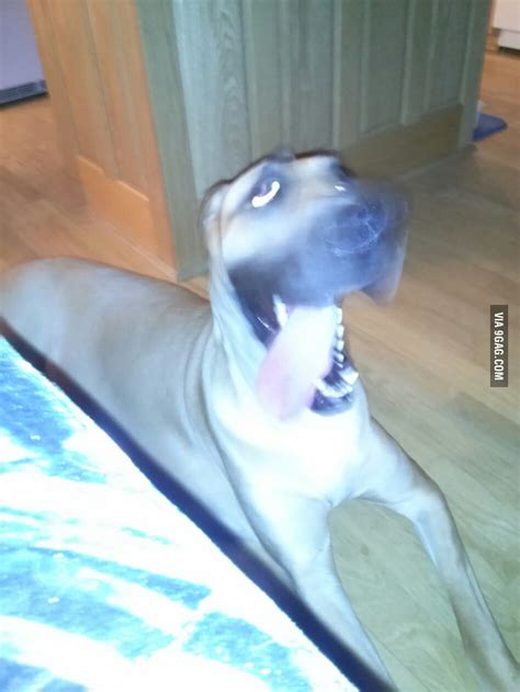 Tried Taking A Picture Of My Dog And This Is What I Get 9gag