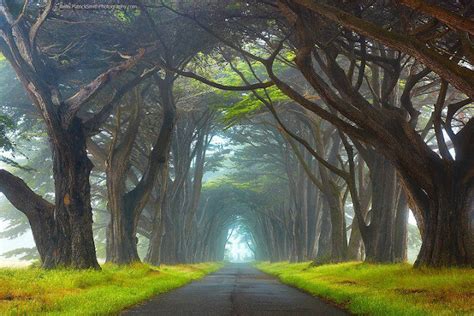 Amazing Tree Lined Path Azee