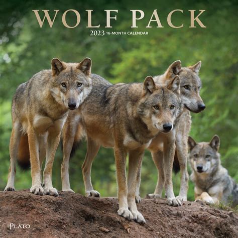 Wolf Pack 2023 Square Wall Calendar Plato Calendars