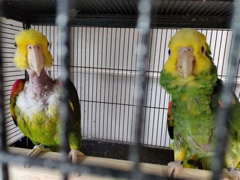 Proven Pair Double Yellow Headed Amazons