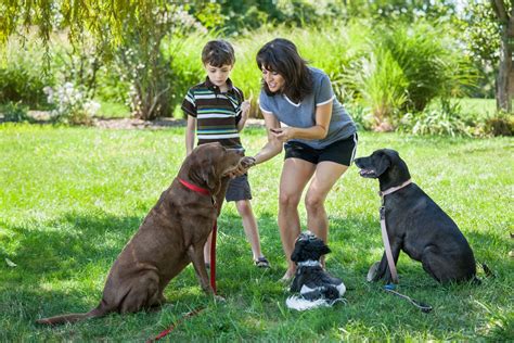 Dog Training Tips Dos And Donts Pets Training And Boarding