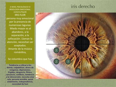 Imagen Relacionada Iris Anatomía Del Ojo Naturopatía