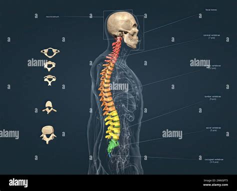Structure Of Human Skull And Spinal Column 3d Illustration Stock Photo