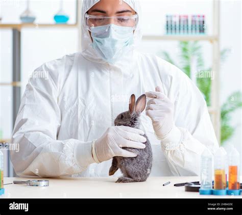 The Scientist Doing Testing On Animals Rabbit Stock Photo Alamy