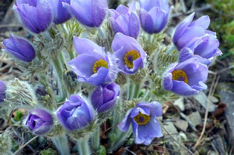 Pasque Flower Gems for the Alpine Garden - Alpine Garden Society