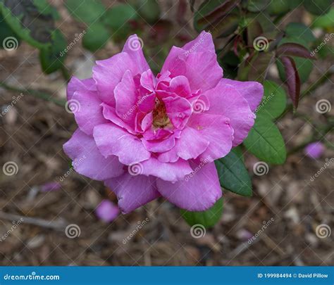 Light Purple Hybrid Tea Rose Bloom At The Rose Garden Of The Dallas