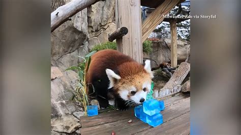 Awe A Pair Of Red Pandas At Wisconsins Milwaukee County Zoo Enjoyed A