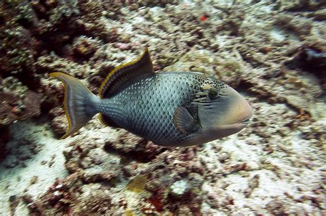 Diving Maldives Yellowmargin Triggerfish Pseudobalistes