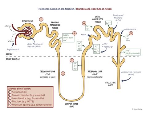 The Nephron Mcmaster Pathophysiology Review Renal Physiology