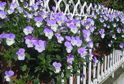 Purple White Flowers Daytime Pansy Sumire Fence Tokyo Japan