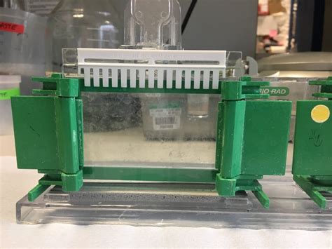 Western Blot Diary Of A Cancer Researcher