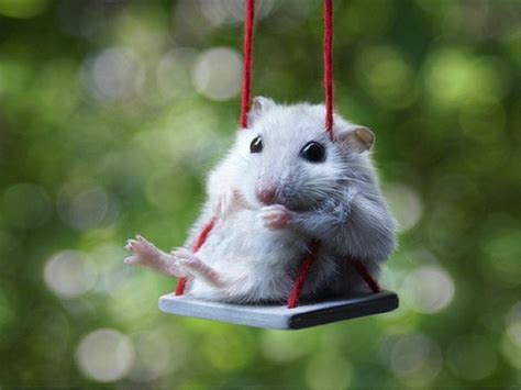 Chia sẻ hình nền chuột hamster dễ thương mới nhất POPPY