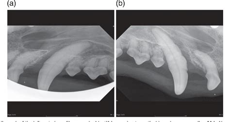 Figure 3 From Diagnostic Imaging Of Oronasal Fistulas In A Dachshund