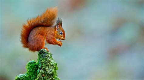 Red Squirrel Sciurus Vulgaris Woodland Trust