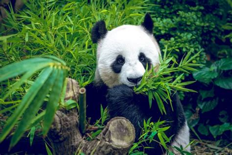 Panda Velká Medvěd Jíst Bambus — Stock Fotografie © Leungchopan 13895294