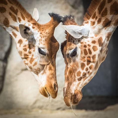 Giraffes Mother And Baby Giraffe Stock Image Image Of Camelopardalis