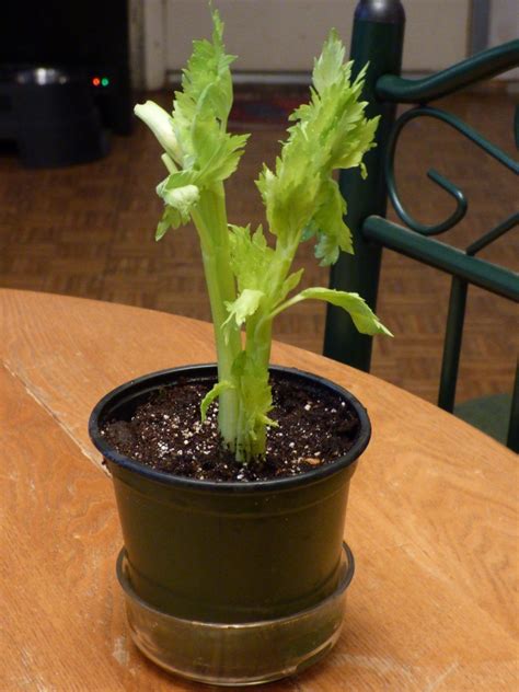 Celery Grown In Pots How To Care For Celery In A Container Growing
