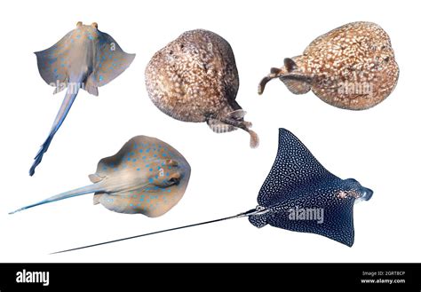 Different Type Of Stingrays Isolated On A White Backgr Bluespotted