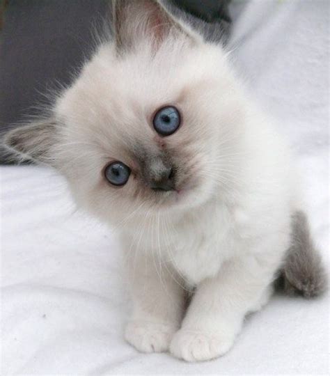 Balinese Ragdoll Kittens Dogs And Cats Wallpaper
