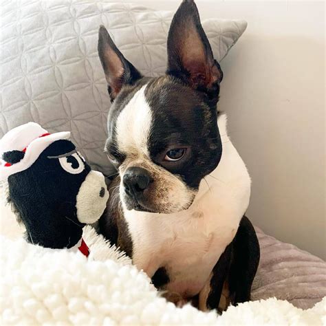 15 Amazing Facts About Boston Terriers You Probably Never Knew Page 4