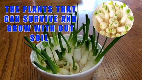 Can you grow a plant without sunlight? THE PLANTS THAT CAN GROW EVEN WITH OUT SOIL - YouTube