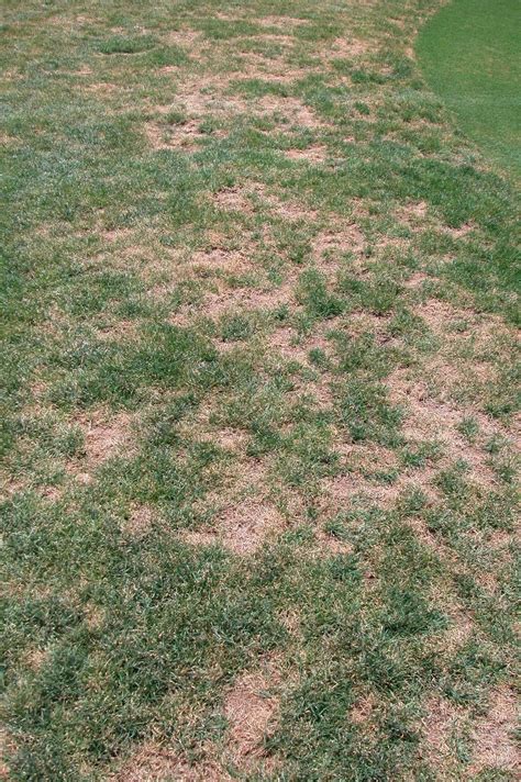 Xtremehorticulture Of The Desert Brown Spots Emerge In Fescue Lawn In