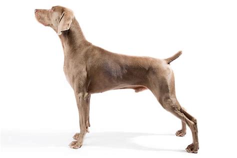 Weimaraner Dog Breed Information All You Need To Know