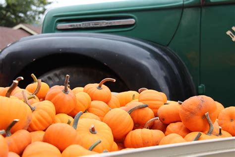 When To Plant Pumpkins For Halloween 🎃 👻 Timing Is Everything For