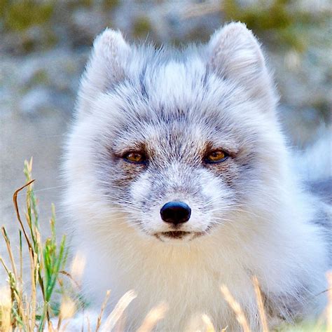 Adorable White And Grey Fox Fox In Snow Cute Fox Grey Fox