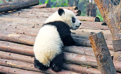 Der Große Panda Wie Und Wo Lebt Er Alles Was Sie über Pandas Wissen