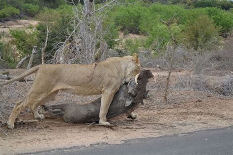 Kruger national park primarily caters to nature and animal lovers. Private safari - Mbazi Safaris Kruger National Park