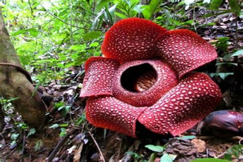 People interested in bunga in malaysia also searched for. Bedanya Wisata Bunga Rafflesia di Indonesia dan Malaysia