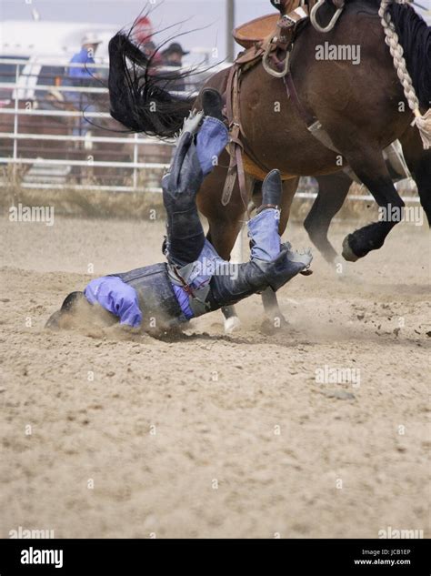 Saddle Bronc Rider Falling Off Horse Stock Photo Alamy