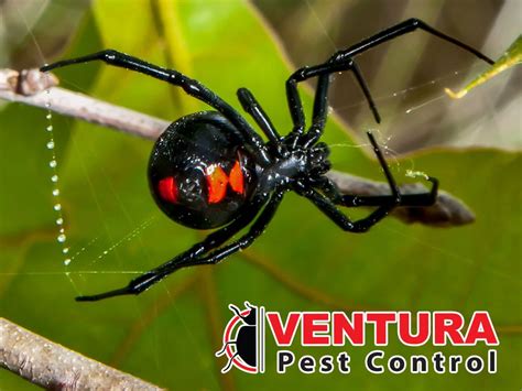 Ventura Pest Control Updated May 2024 12 Photos And 18 Reviews 2192 Anchor Ct Newbury Park