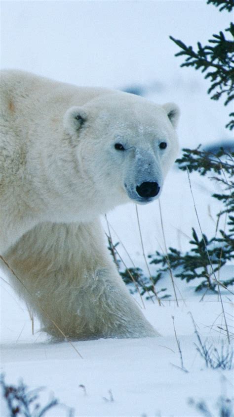 Bear North Winter Snow Forest Polar Bear Bear
