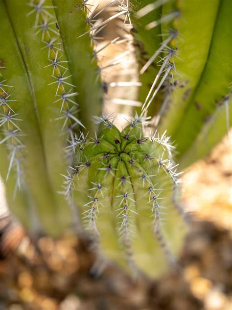 Macro Image Of Sharp Thorns Of Green Cactus Growing On Arid Soil At