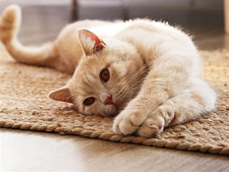 Genetic Health Issues In American Shorthair Cats • Cat Fans
