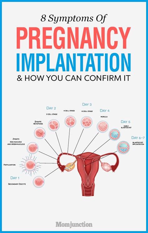 Implantation Signs And Symptoms Of Pregnancy Pregnancy Test