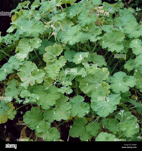 Pelargonium Odoratissimum Apple Scented Hps046696 Stock Photo Alamy