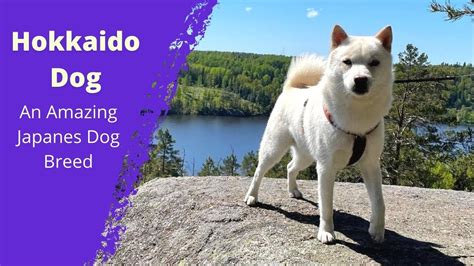 The Hokkaido Dog An Amazing Japanes Dog Breed Dog Lovers Youtube