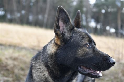 Diese überaus vielseitige und intelligente. DDR Schäferhund Foto & Bild | tiere, haustiere, hunde ...