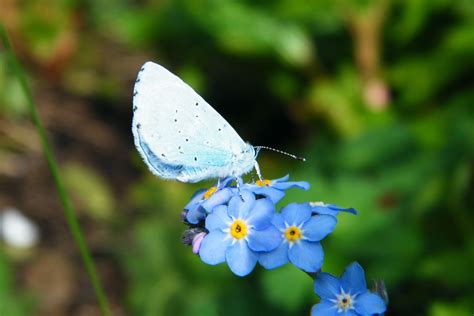 Common Blue Butterfly On Forget Me Not Flower In Seaford