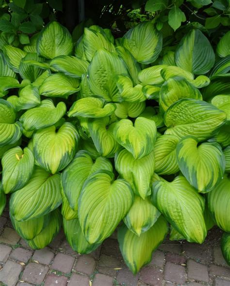 Hosta Guacamole Campbells Nursery