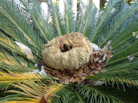 They are slow healthy growers. sago palm - new leaves | Sago palm, New leaf, Palm