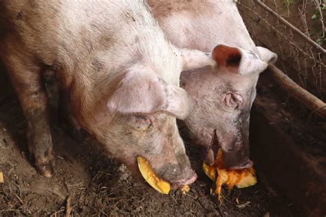 Can Pigs Eat Pumpkin Is It Safe The Homesteading Hippy