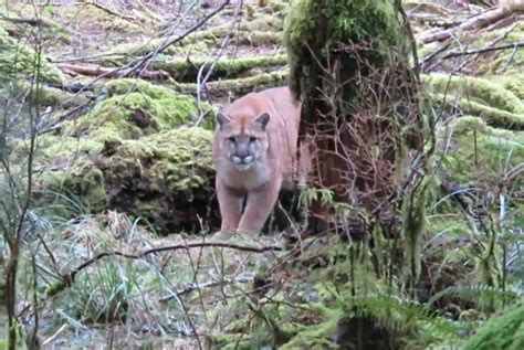 Watch Man Records Cougar Stalking Him On Vancouver Island