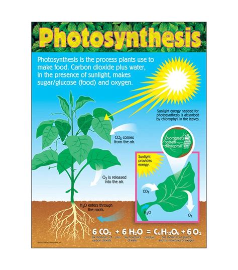 Photosynthesis Learning Chart 17x22 6pk Photosynthesis