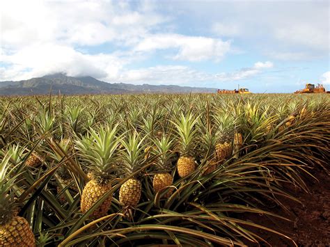 How To Grow A Pineapple The Tree Center™