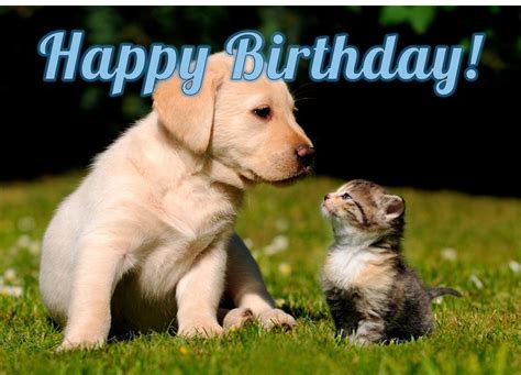 Hi, my name is nadya. Puppy and Kitten Cute Printed Personalised Birthday Card ...