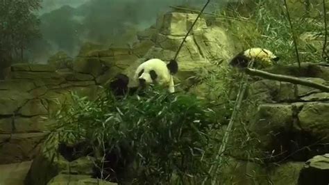 Giant Pandas Washington Dc Zoo Youtube